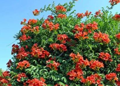 Campsis rooting: description, reproduction, care and reviews