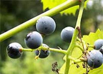 انگور ساحلی یا معطر - Vitis riparia تحویل با استفاده از 
