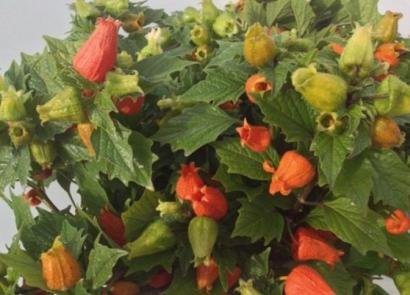 Physalis - cultivation, planting and care, varieties and preparation of dishes from vegetable physalis
