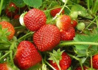 The best varieties of strawberries with photos and characteristics Advantages of the strawberry variety