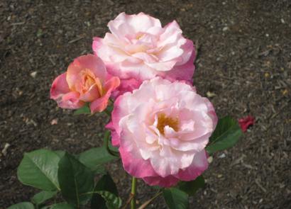 Hybrydowa róża herbaciana Abracadabra Opis róży Abracadabra
