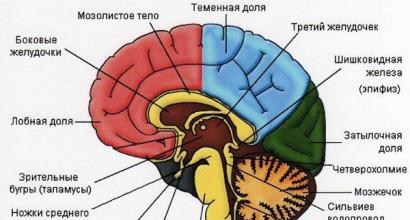 Мозок - малий мозок Які функції виконує мозок